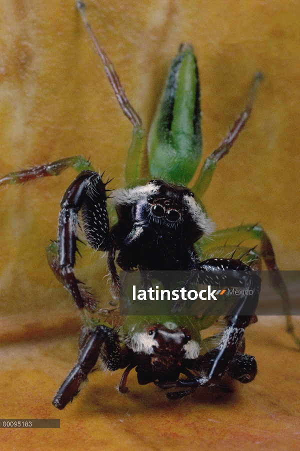 Norte verde Jumping Spider (Mopsus mormon) dos machos luchando, hombre en la parte superior ha Fatal