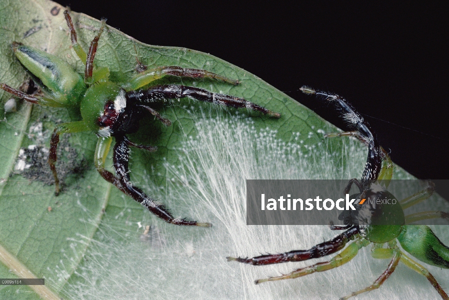 Norte verde Jumping Spider (Mopsus mormon) dos machos a luchar, Singapur