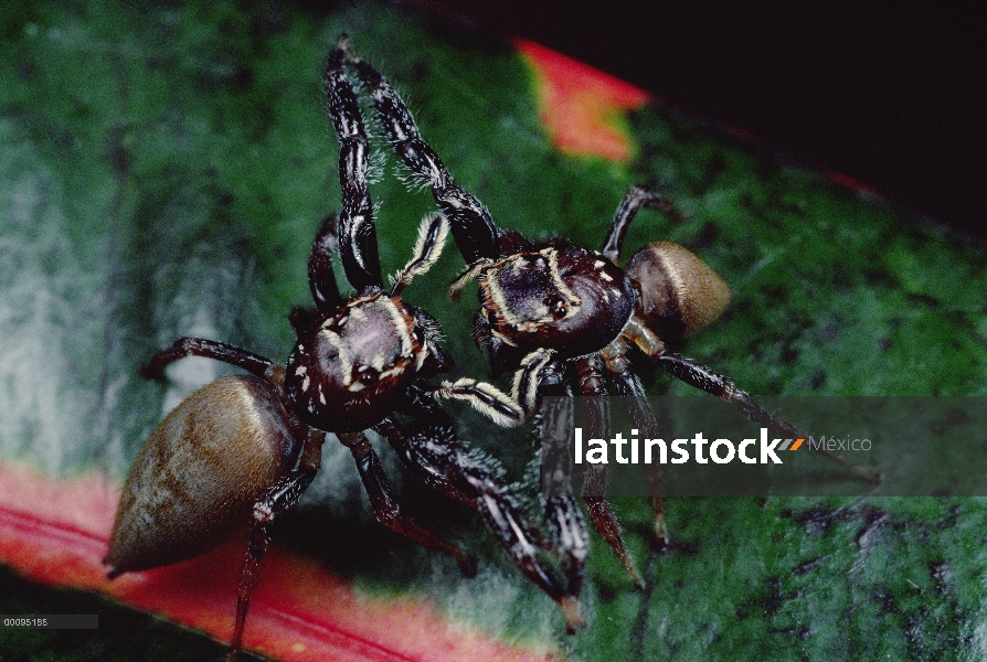 Salto de combate, Australia de dos hembras araña (Bavia aericeps)