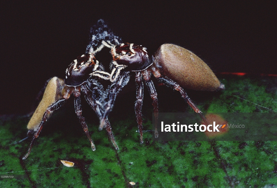 Salto de combate, Australia de dos hembras araña (Bavia aericeps)