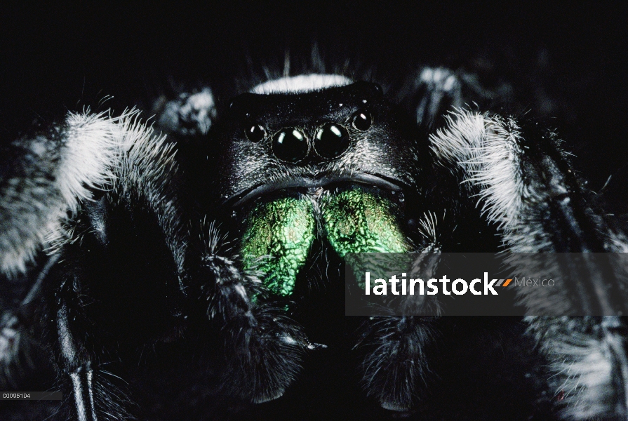 Retrato de araña saltarina, Florida