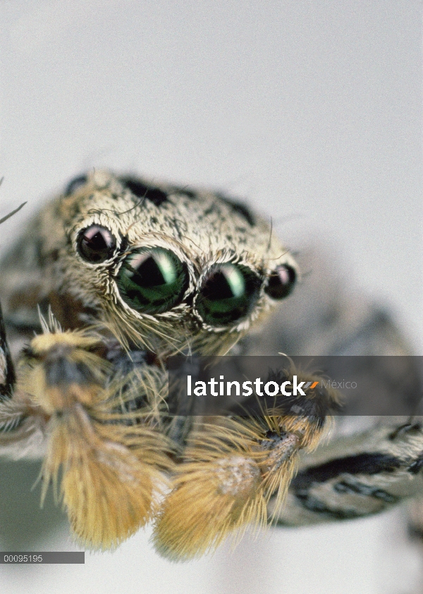 Retrato hombre araña (Maevia sp), América del norte de Salta