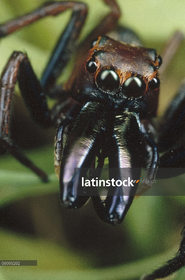 Retrato de araña saltarina, Queensland, Australia