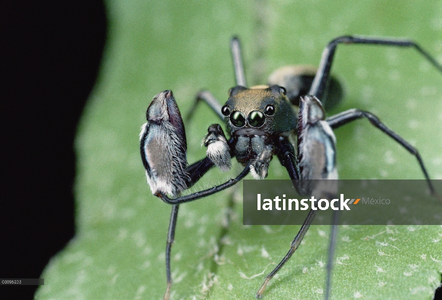 Retrato de araña saltarina, Australia