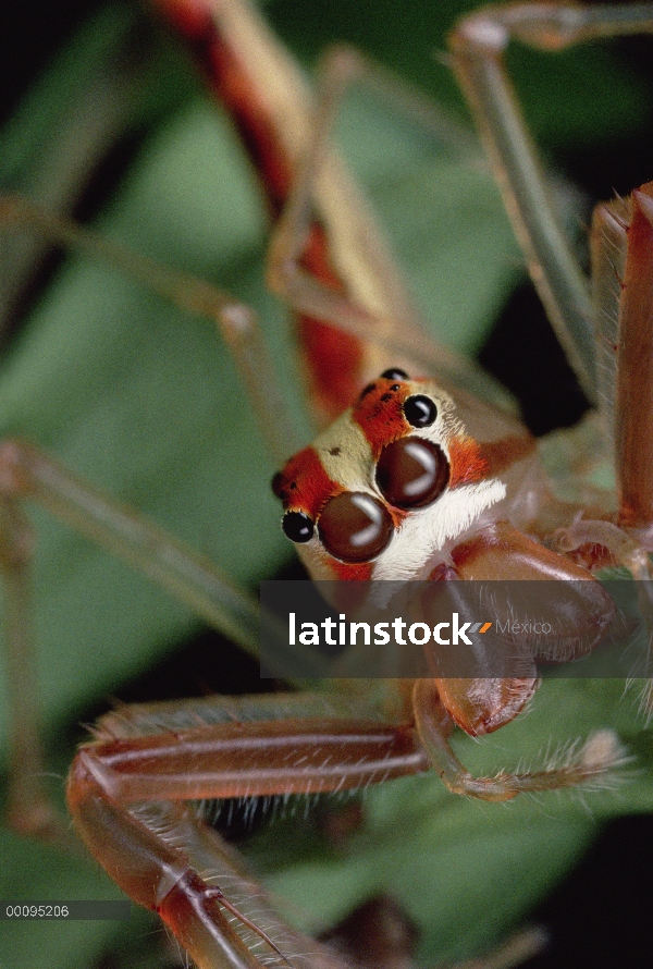 Mandíbula ancha Viciria (Viciria praemandibularis) retrato de hombre, Singapur