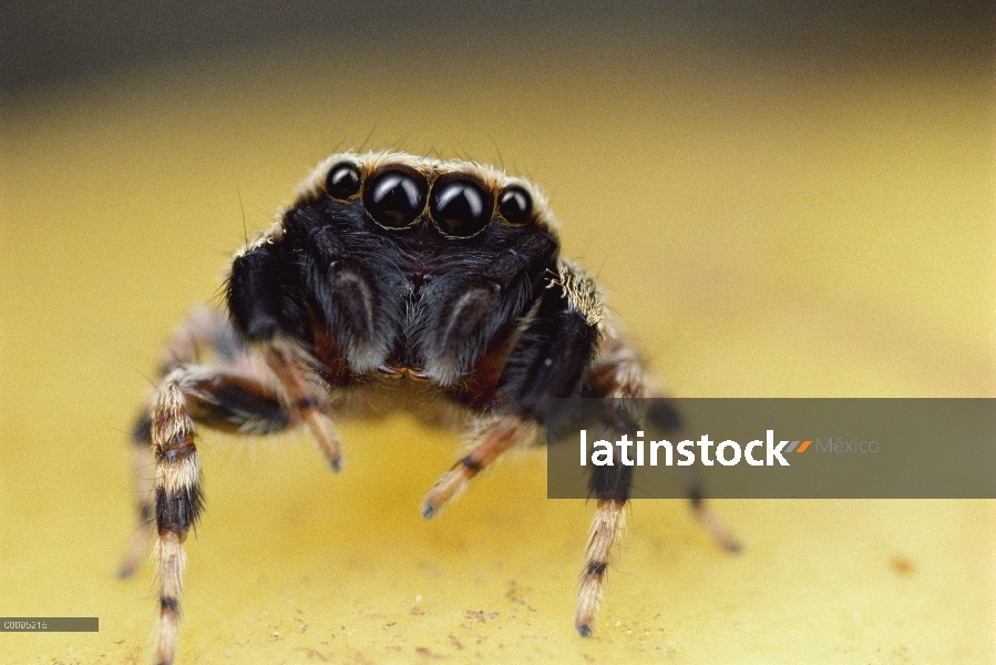 Retrato de araña saltarina, Singapur