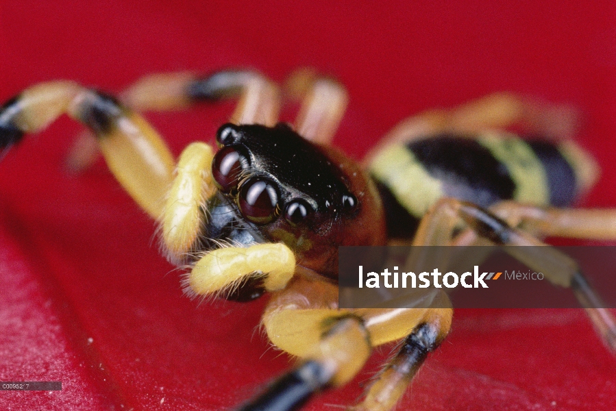 Retrato de araña saltarina, Singapur