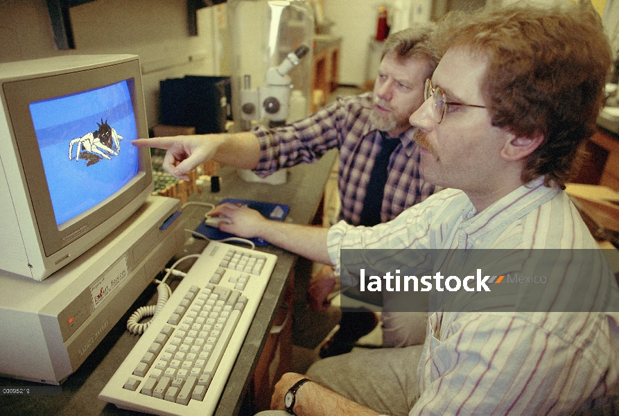 Investigadores de araña (Phiale formosa) salto usando la computadora para simular la danza de cortej