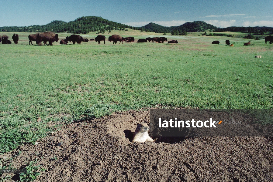 Perro negro-atado de la pradera (ludovicianus de Cynomys) en madriguera con el bisonte americano (Bi