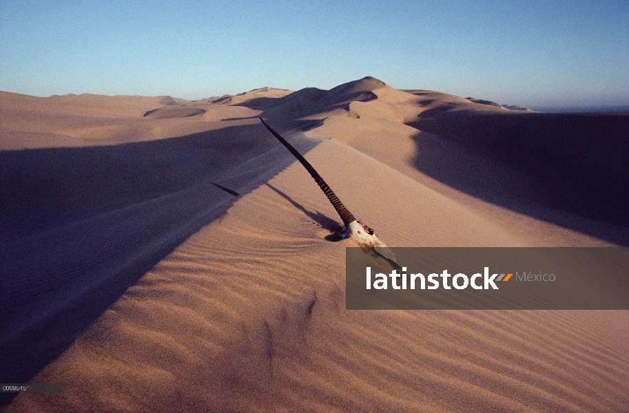 Cráneo de Gemsbok (Oryx gazella) en duna, desierto de Namib, Namibia