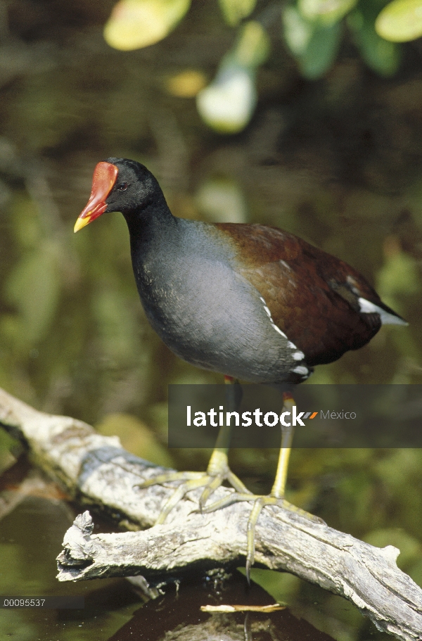 Gallineta común (Gallinula chloropus), la Florida