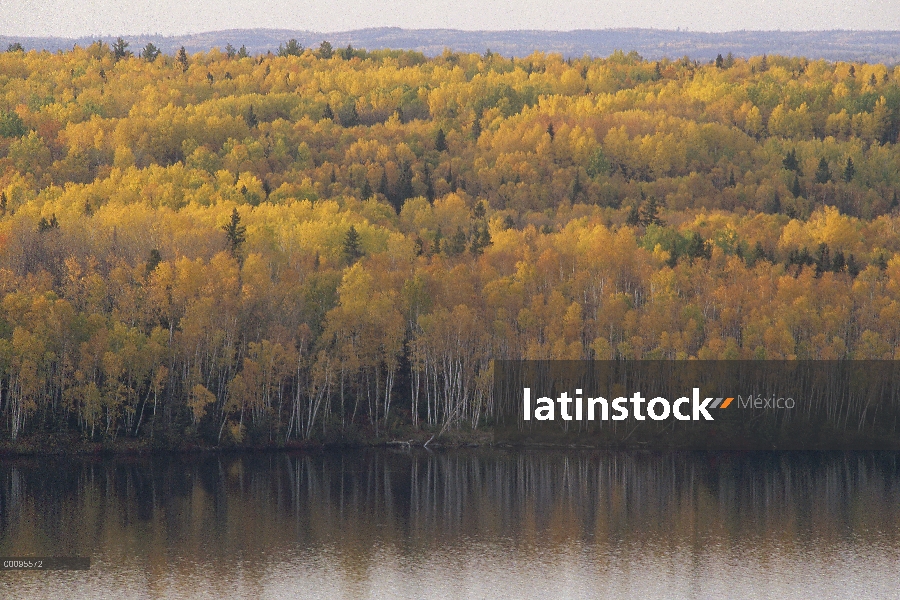 Otoño follaje, límite aguas canoa zona desierto, Minnesota