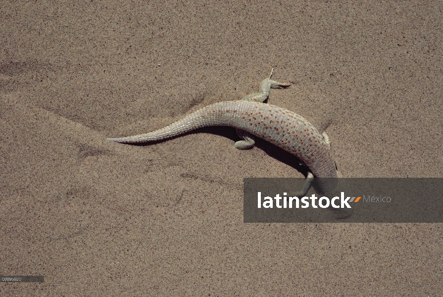 Lagarto de madriguera en la arena, Namibia