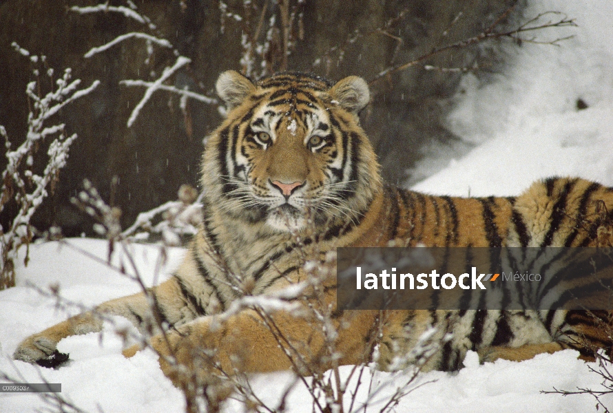 Tigre siberiano (Panthera tigris altaica) en nieve, Asia