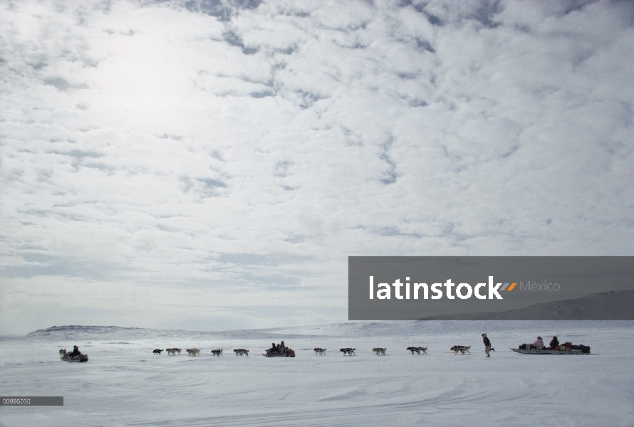 Inuits viaja en trineo de perros, territorios del noroeste, Canadá