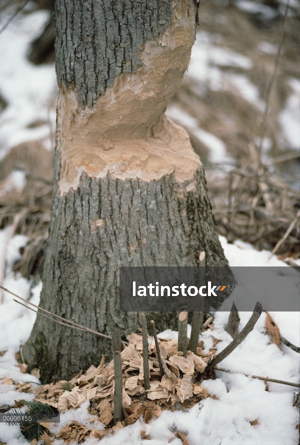 Árbol masticado del castor americano (Castor canadensis), Minnesota