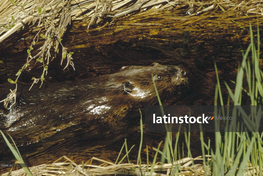 Castor americano (Castor canadensis) nadando en Cala, Minnesota