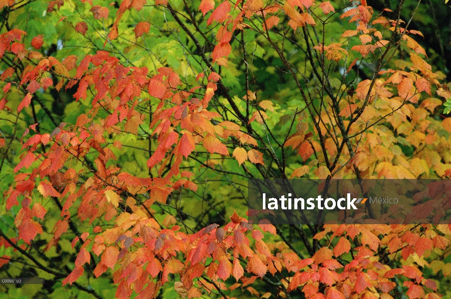 Las hojas de otoño, Minnesota