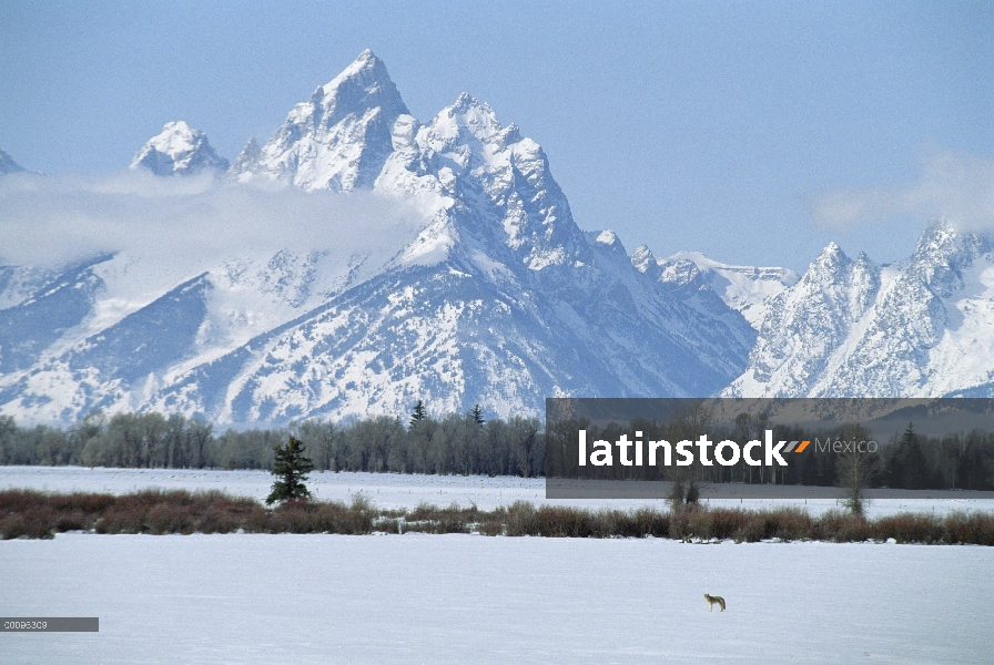 Coyote (Canis latrans) en paisajes nevados, Parque Nacional Grand Teton, Wyoming