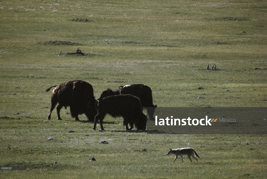 Coyote (Canis latrans) a la caza de los perros de la pradera cola negra (Cynomys ludovicianus) como 