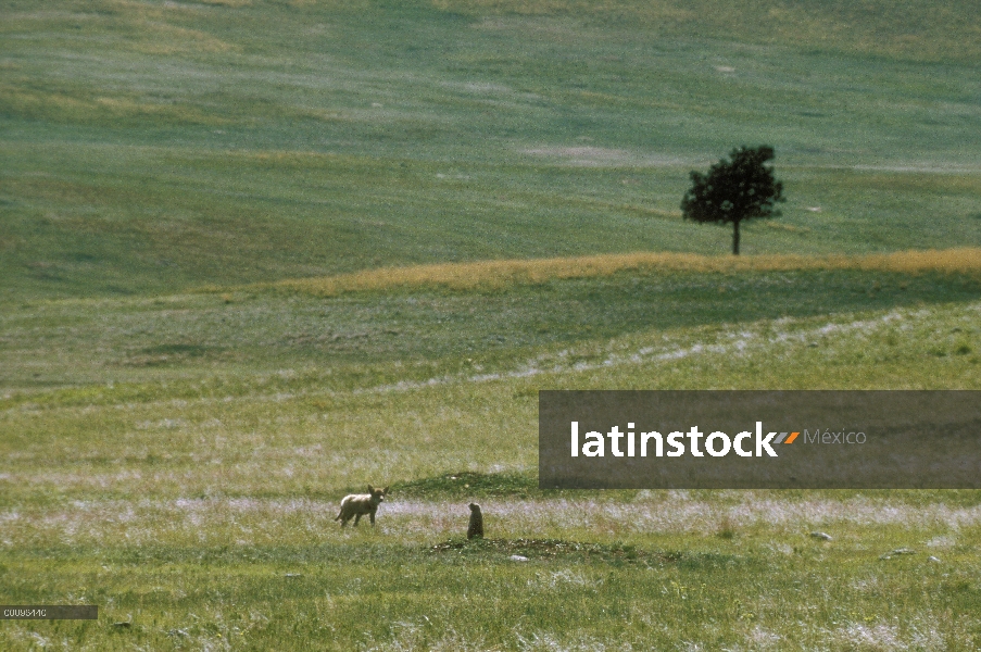 Coyote (Canis latrans) a la caza de los perros de la pradera cola negra (Cynomys ludovicianus), Dako