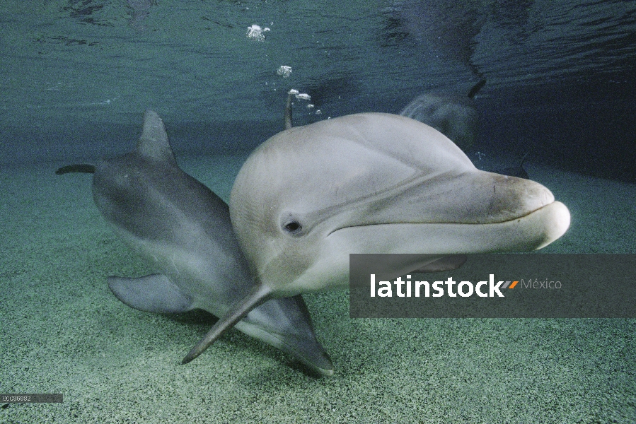 Delfín mular (Tursiops truncatus) bajo el agua, Hyatt Waikoloa, Hawai