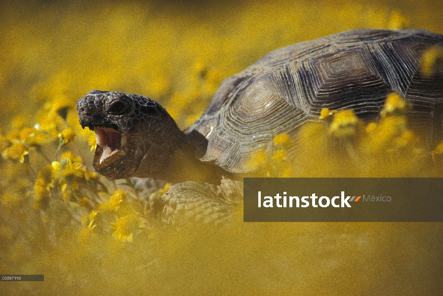 Desierto (Gopherus agassizii) de tortugas en un campo de flores amarillas, desierto de Mojave, Calif