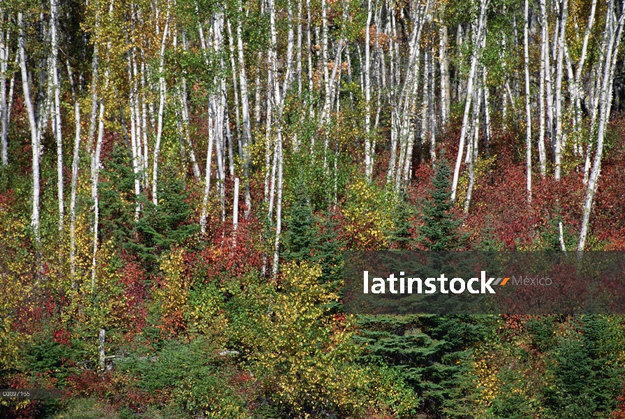 Bosque de abedul (Betula papyrifera) de papel con colores otoñales, Minnesota