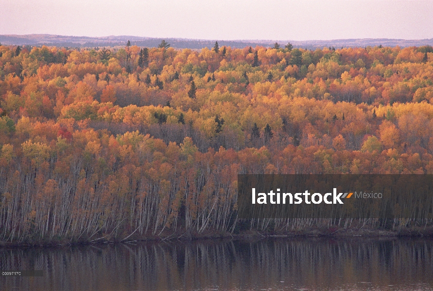 Otoño follaje, límite aguas canoa zona desierto, Minnesota