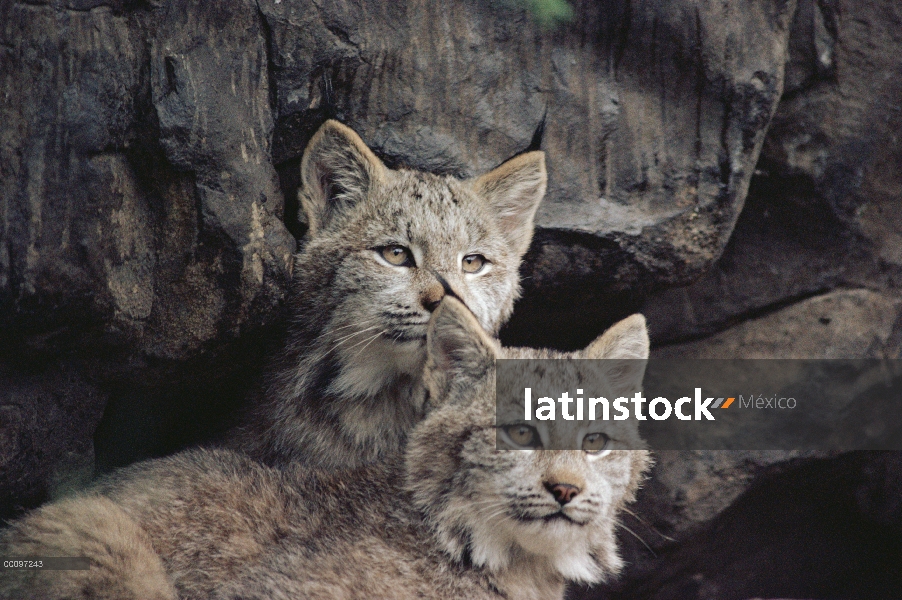 Mininos de lince de Canadá (canadensis del lince), América del norte