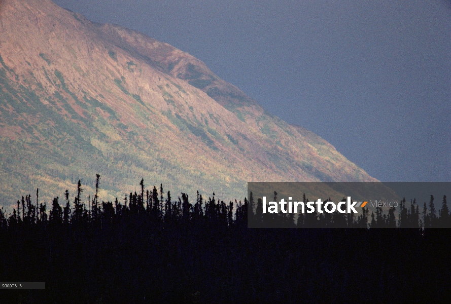 Silueta de bosque boreal, Alaska