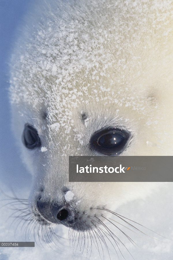 Arpa de Seal (Phoca groenlandicus) pup, Golfo de San Lorenzo, Canadá