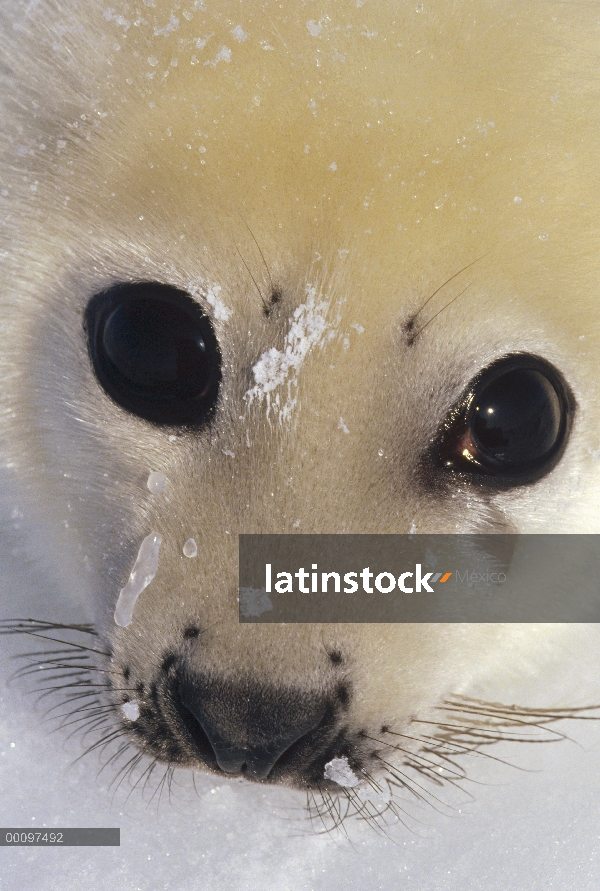 Sello de arpa (Phoca groenlandicus) cachorro retrato, Golfo de San Lorenzo, Canadá