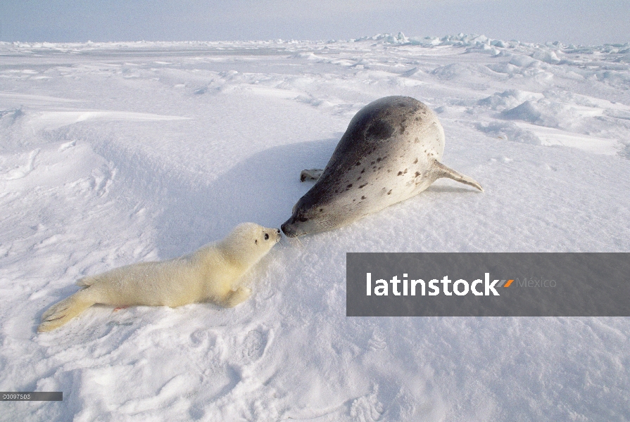 Sello de arpa (Phoca groenlandicus) padre con cachorro, Golfo de San Lorenzo, Canadá