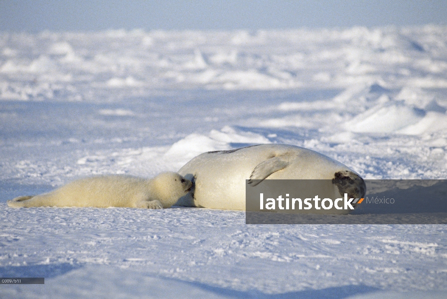 Sello de arpa (Phoca groenlandicus) madre y cachorro, Golfo de San Lorenzo, Canadá