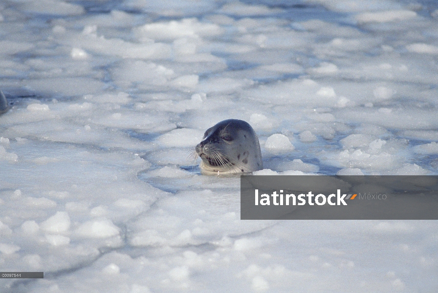 Arpa de sello (Phoca groenlandicus) superficie entre hielo, Golfo de San Lorenzo, Canadá