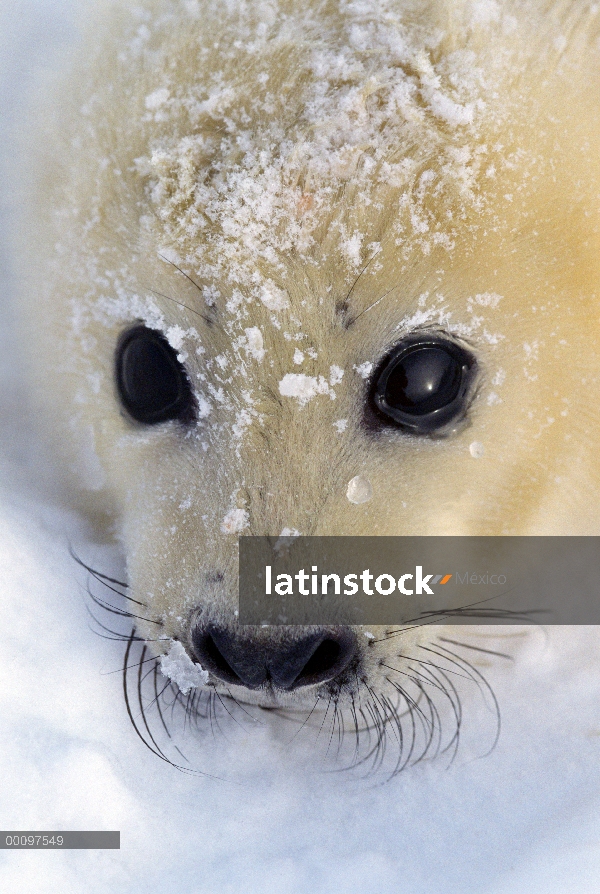 Sello de arpa (Phoca groenlandicus) cachorro retrato, Golfo de San Lorenzo, Canadá