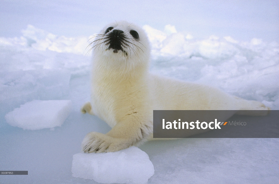 Sello de arpa (Phoca groenlandicus) cachorro camuflado contra campo de hielo, Golfo de San Lorenzo, 