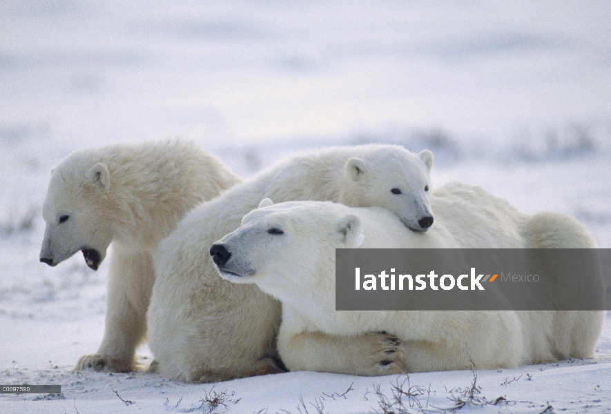 Oso polar (Ursus maritimus) madre y dos cachorros, Churchill, Manitoba, Canadá