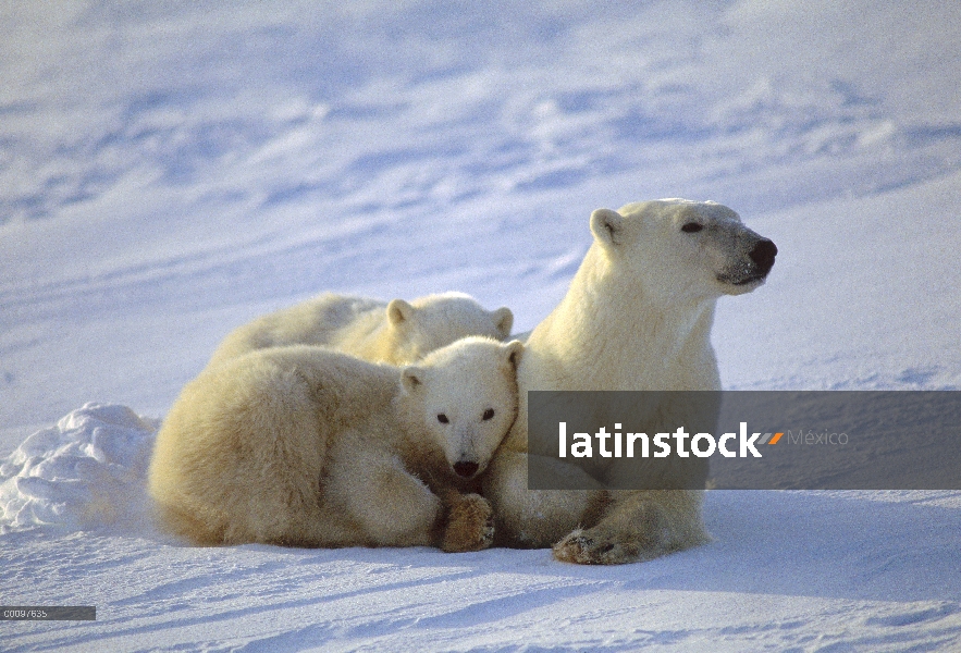 Oso polar (Ursus maritimus) madre y dos cachorros, Churchill, Manitoba, Canadá