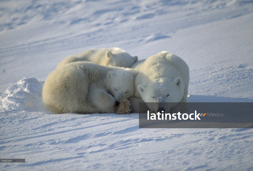 Oso polar (Ursus maritimus) madre y dos cachorros durmiendo, Churchill, Manitoba, Canadá