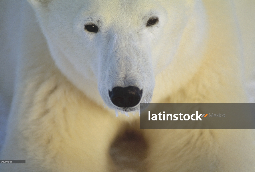 Retrato del oso polar (Ursus maritimus), Churchill, Manitoba, Canadá