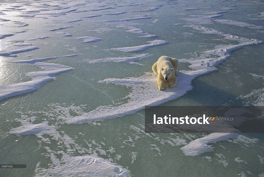 Oso polar (Ursus maritimus) sobre campo de hielo, Churchill, Manitoba, Canadá