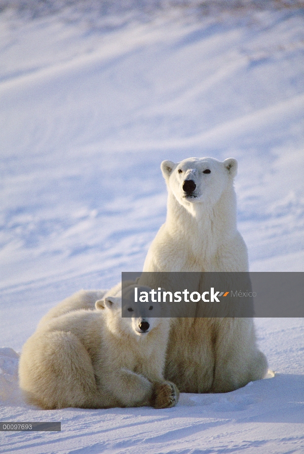 Oso polar (Ursus maritimus) madre y dos cachorros, Churchill, Manitoba, Canadá