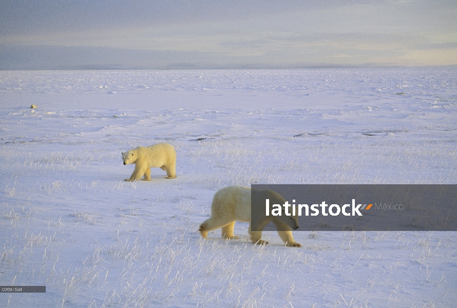 Par de oso polar (Ursus maritimus) en el campo de hielo, Churchill, Manitoba, Canadá