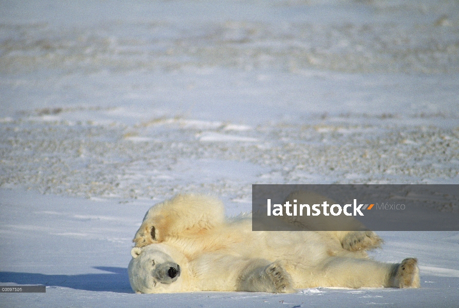 Oso polar (maritimus de Ursus) en nieve, Churchill, Manitoba, Canadá