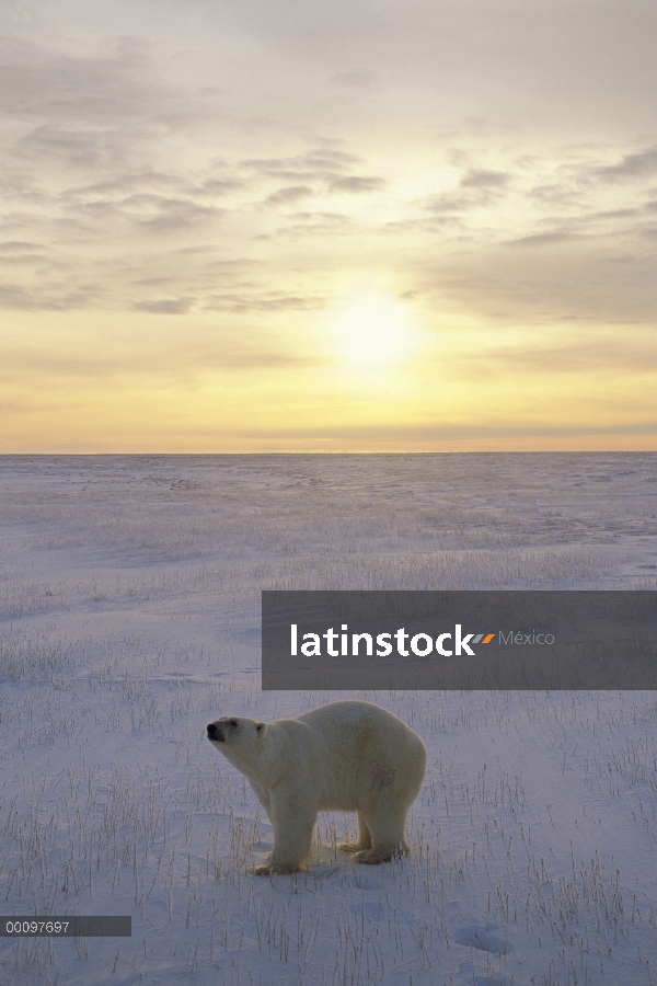 Oso polar (Ursus maritimus) en el campo de hielo al atardecer, Churchill, Manitoba, Canadá