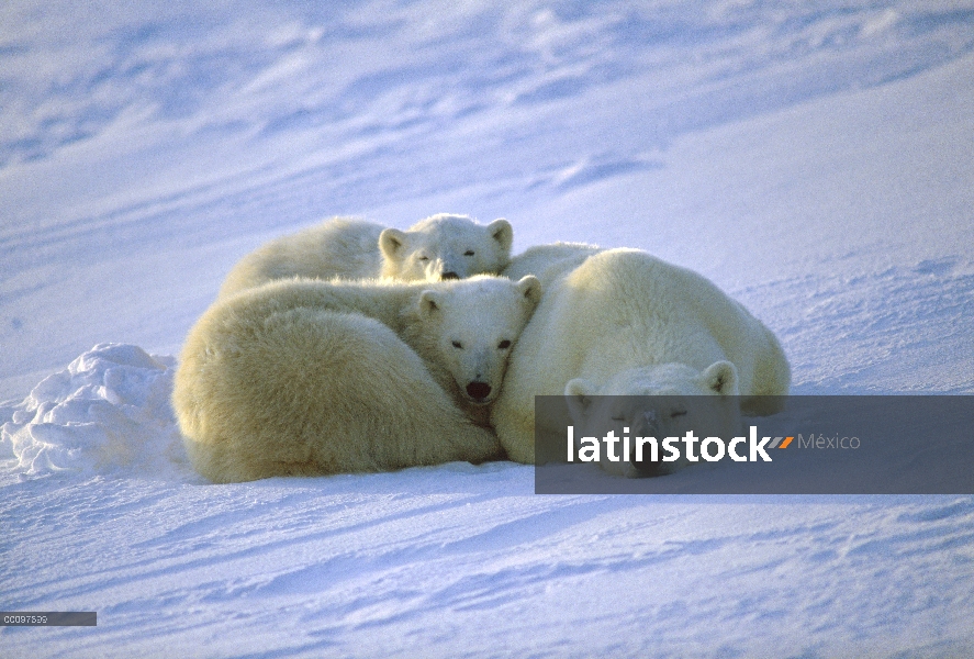 Oso polar (Ursus maritimus) madre y dos cachorros, Churchill, Manitoba, Canadá