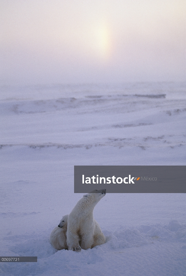 Oso polar (Ursus maritimus) madre y cachorro, con sundog en cielo, Churchill, Manitoba, Canadá