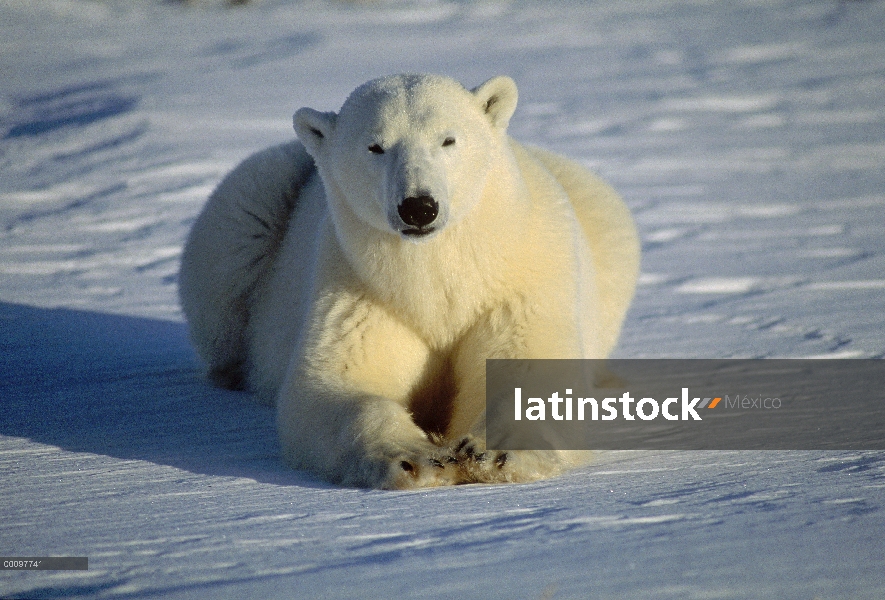 Retrato del oso polar (Ursus maritimus), Churchill, Manitoba, Canadá